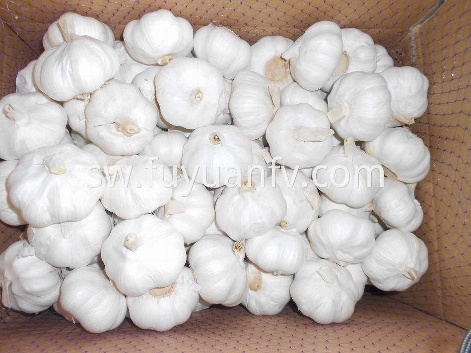 Pure White Garlic 30